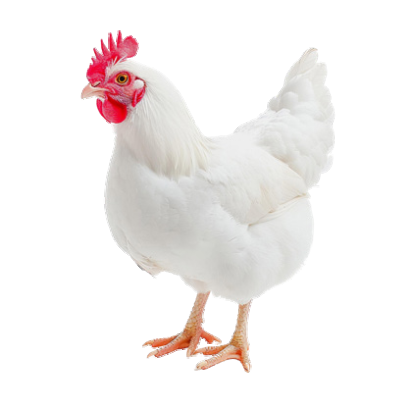 Poultry solutions