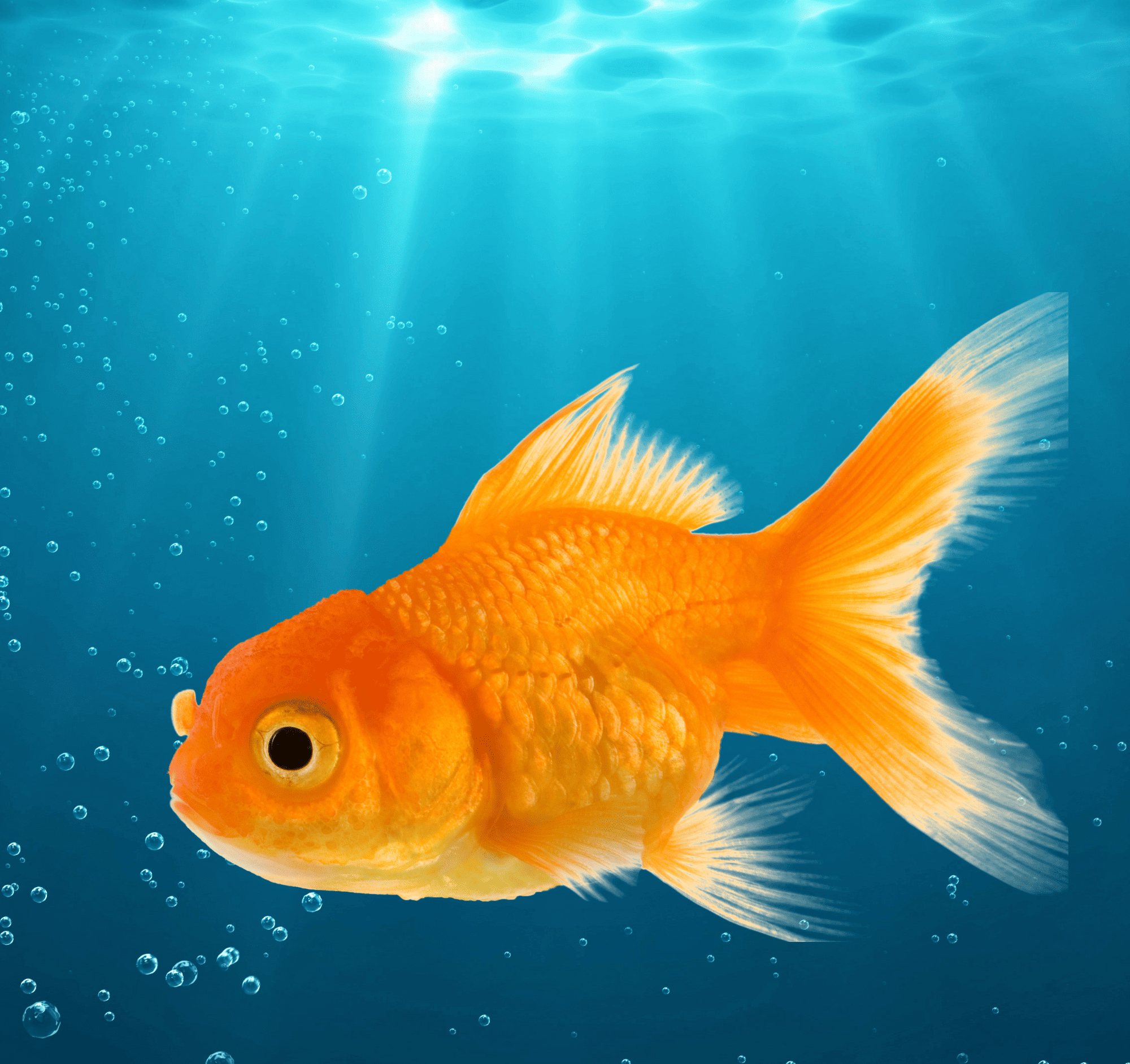 Aquaculture solutions